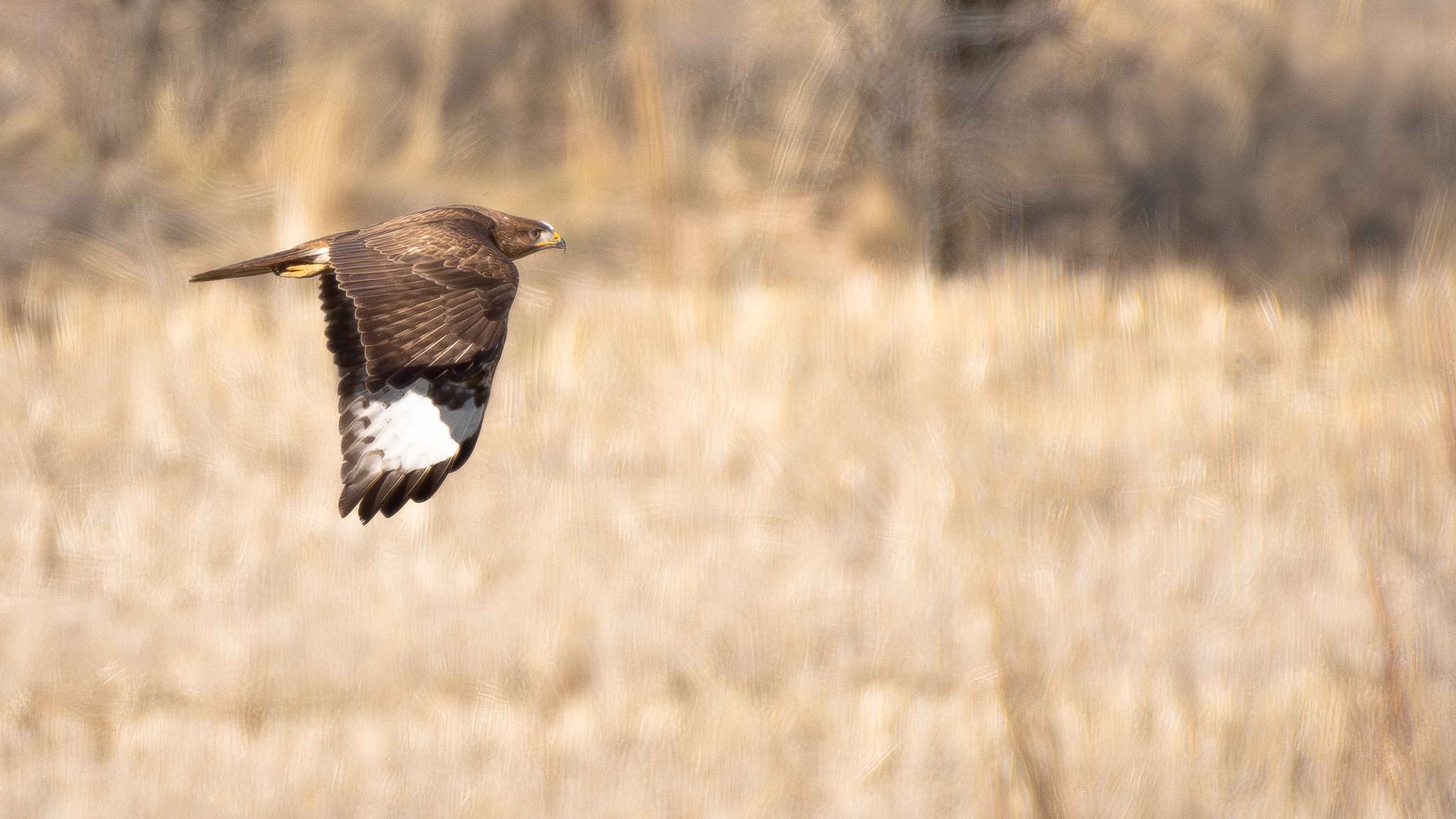 Common Buzzard